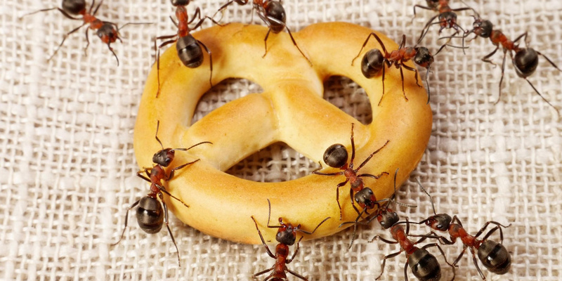 Як позбутися мурах у домі народними засобами