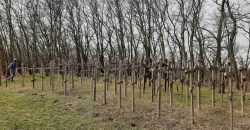 На Дніпропетровщині виявили ліс з десятків хрестів