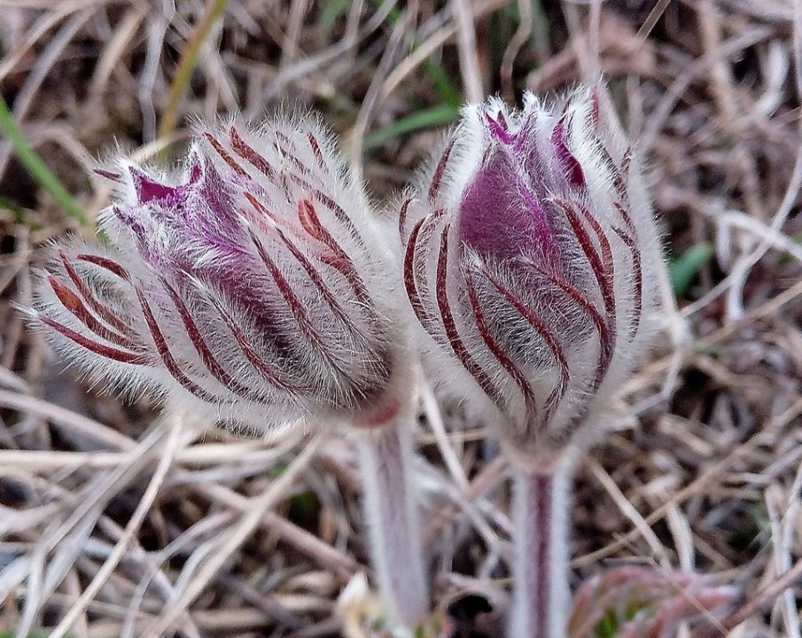 На Дніпропетровщині почала квітнути рідкісна рослина