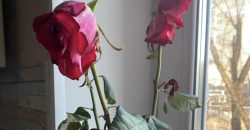 В Днепре горожанка пожаловалась на цветочный магазин, продавший ей несвежие розы - рис. 9