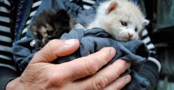 На Дніпропетровщині нелюди познущались з вагітної кішки