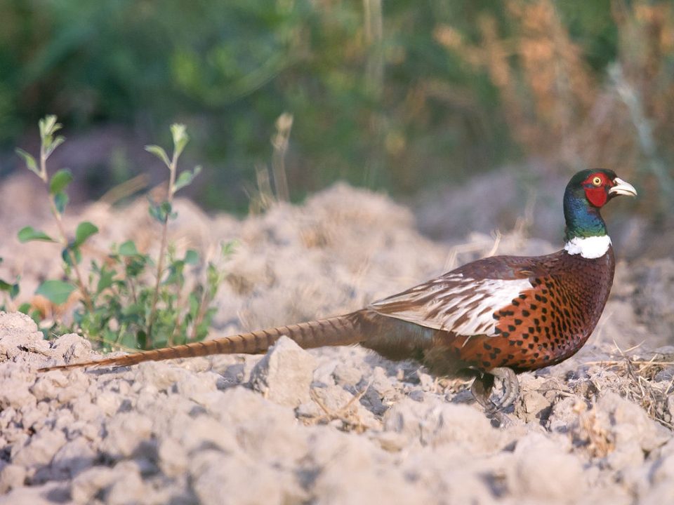 Через війну у лісах Дніпропетровщини побільшало тварин