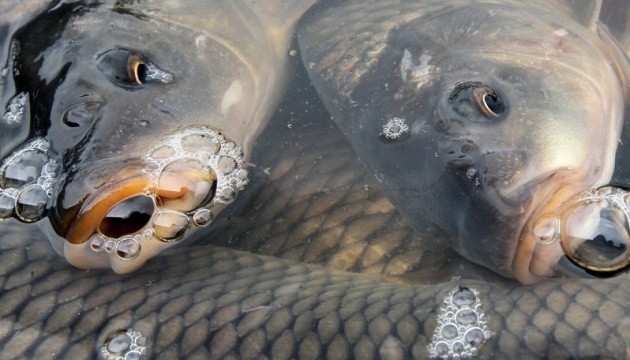 На Дніпропетровщині розпочинається нерестова заборона на вилов риби