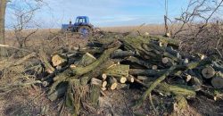 Напиляли дерев майже на 300 тис. грн: поліція Дніпропетровщини затримала трьох «лісорубів»