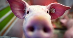 В Днепропетровской области неизвестные выбросили мертвых свиней на берег реки - рис. 13