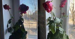 У Дніпрі містянка поскаржилася на квітковий магазин, який продав їй несвіжі троянди - рис. 1