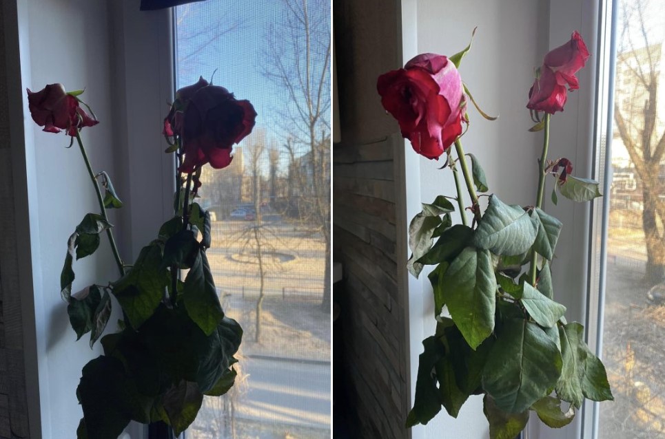 У Дніпрі містянка поскаржилася на квітковий магазин, який продав їй несвіжі троянди
