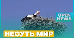 На Дніпропетровщині енергетики рятують домівки лелек