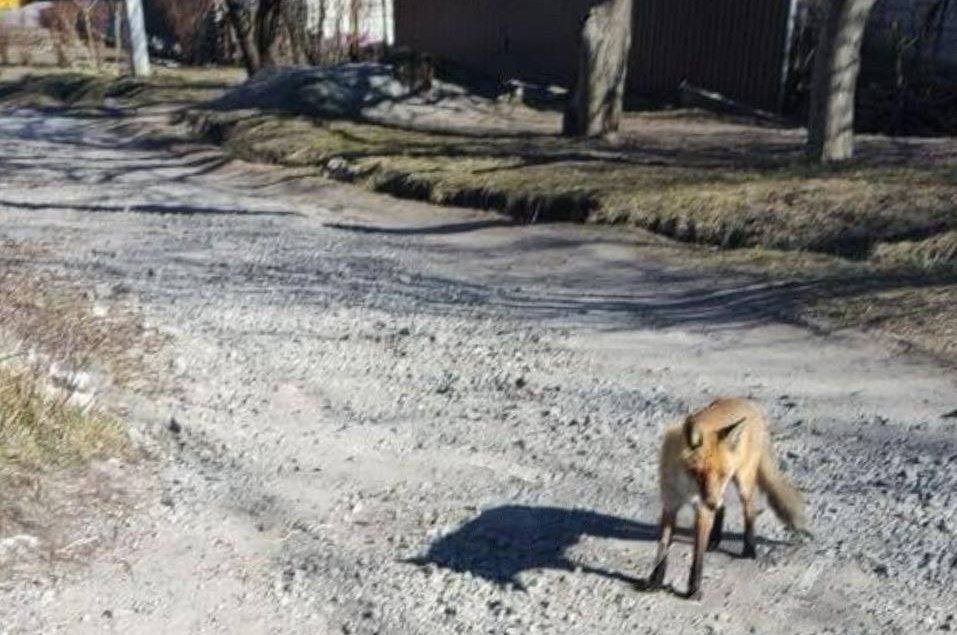 Нападає на домашніх тварин: вулицями Дніпра бігає скажена лисиця - рис. 1