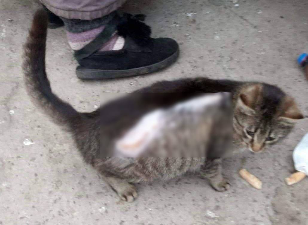 На Дніпропетровщині нелюди познущались з вагітної кішки - рис. 1