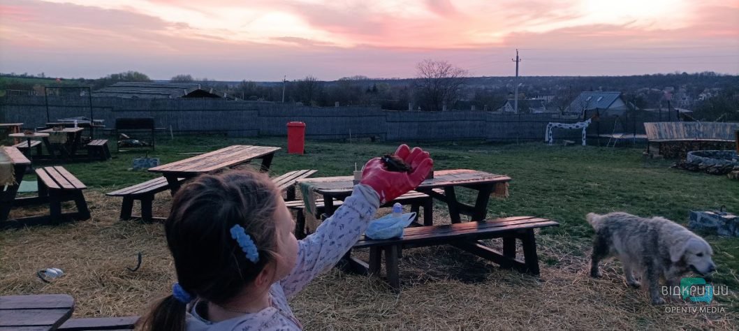 У передмісті Дніпра на волю випустили тисячу врятованих кажанів - рис. 2