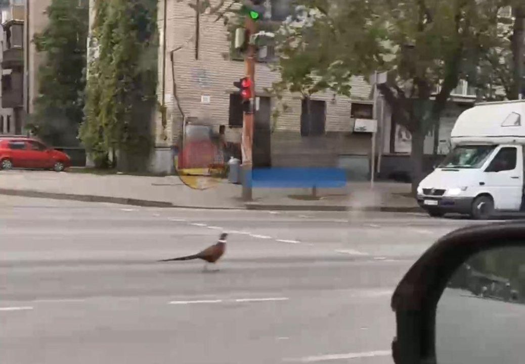 У Дніпрі посеред вулиці помітили фазана