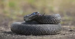 На Дніпропетровщині змія вкусила жінку - рис. 8