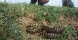 В Днепре на Сечеславской Набережной нашли змеиное логово - рис. 1