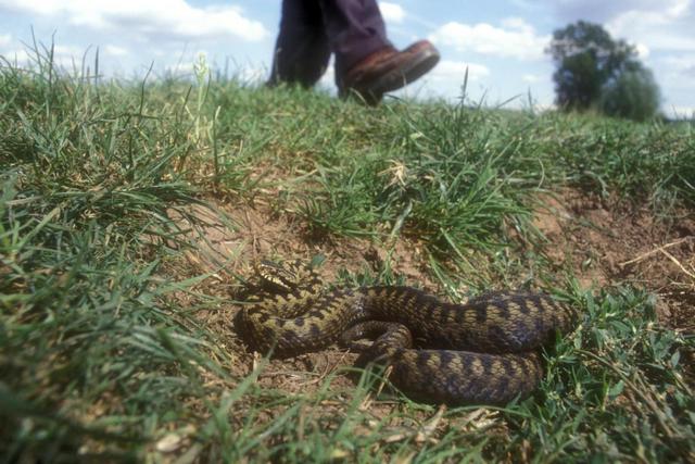 У Дніпрі на Січеславській Набережній знайшли зміїне лігво - рис. 1