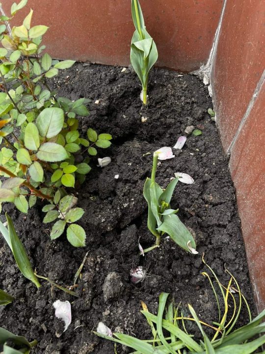 На Дніпропетровщині жінка викопала тюльпани під центром розвитку дітей