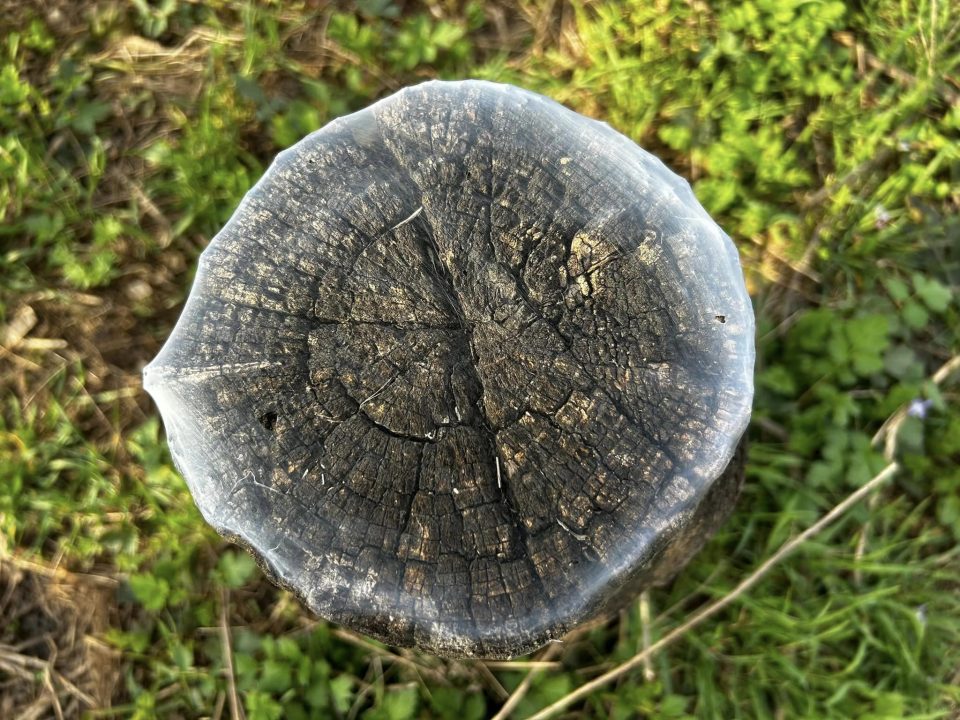 Дивне явище в лісі біля Дніпра: десятки пеньків вкрилися таємничою павутиною