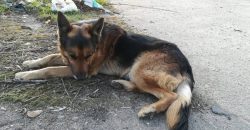На Дніпропетровщині шукають нову родину для вірного пса