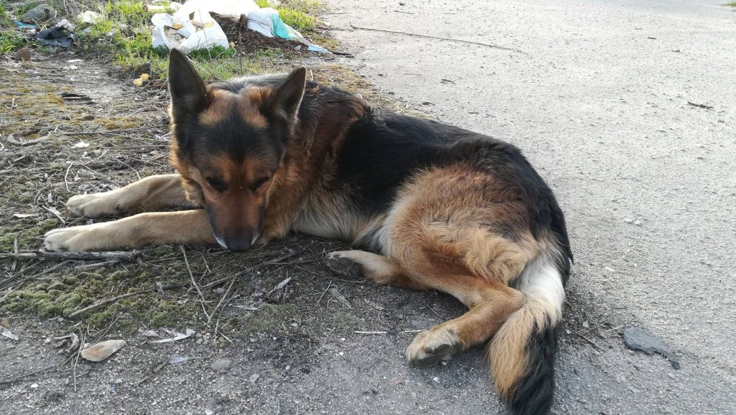 На Дніпропетровщині шукають нову родину для вірного пса