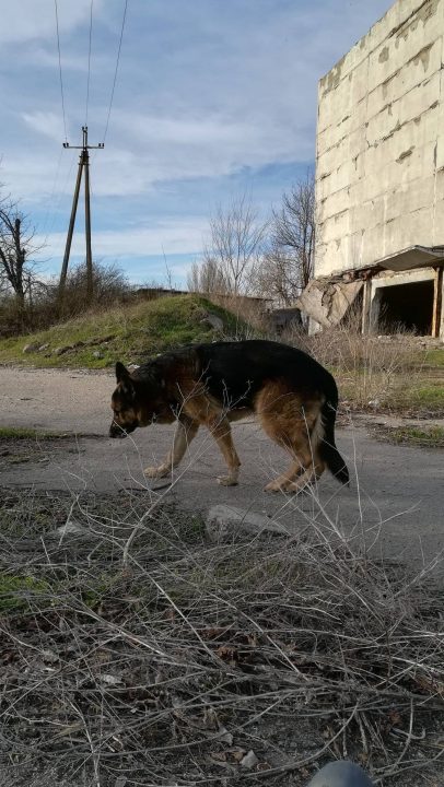 На Дніпропетровщині шукають нову родину для вірного пса