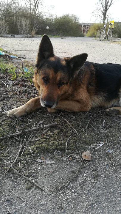 На Дніпропетровщині шукають нову родину для вірного пса