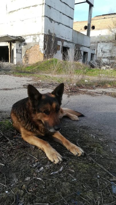 На Дніпропетровщині шукають нову родину для вірного пса
