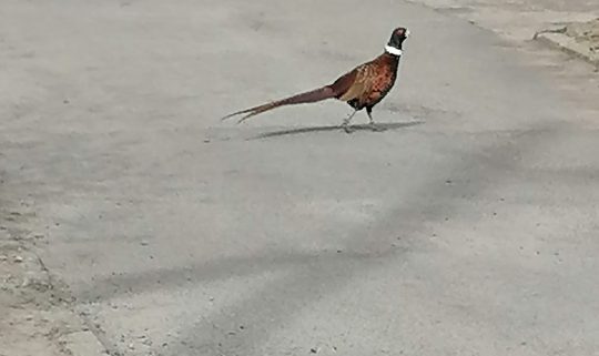Вулицями Дніпра розгулює фазан