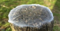 Дивне явище в лісі біля Дніпра: десятки пеньків вкрилися таємничою павутиною
