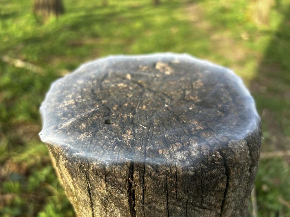 Дивне явище в лісі біля Дніпра: десятки пеньків вкрилися таємничою павутиною