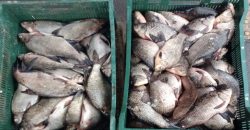 На Дніпропетровщині викрили незаконну торгівлю рибою