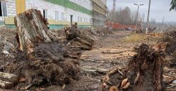 Сумма ущерба почти 130 000 грн: в Днепре незаконно вырубили десятки деревьев - рис. 6