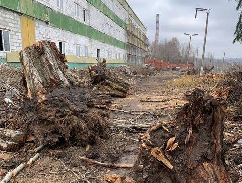 Сумма ущерба почти 130 000 грн: в Днепре незаконно вырубили десятки деревьев - рис. 1