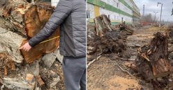 Сума збитків майже 130 000 грн: У Дніпрі незаконно вирубали десятки дерев