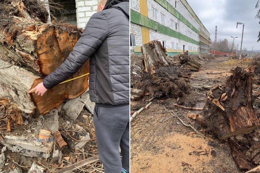 Сума збитків майже 130 000 грн: У Дніпрі незаконно вирубали десятки дерев