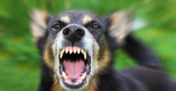 В Днепре пенсионерку покусала собака, спровоцировав артериальное кровотечение - рис. 15