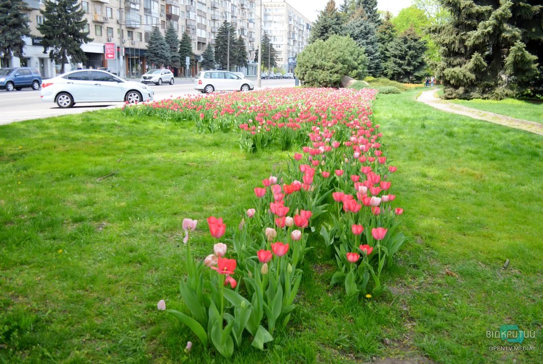 У Дніпрі на Січеславській Набережній розквітли сотні тюльпанів