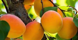 Днепропетровщина может остаться без урожая абрикосов: причина - рис. 10