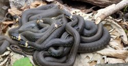 У Дніпрі на Монастирському острові знайшли зміїне кубло - рис. 2