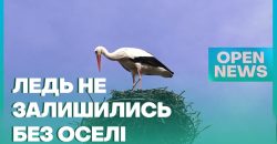 На Дніпропетровщині енергетики відновили гніздо лелек