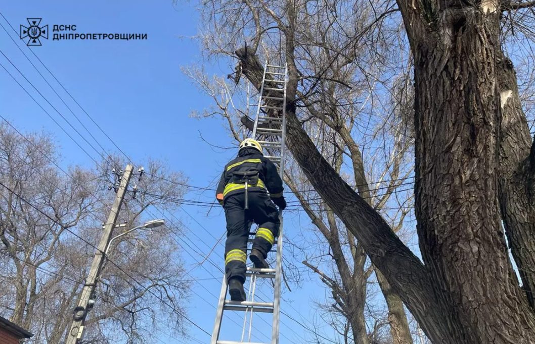 У Дніпрі надзвичайники врятували кота, який застряг на дереві
