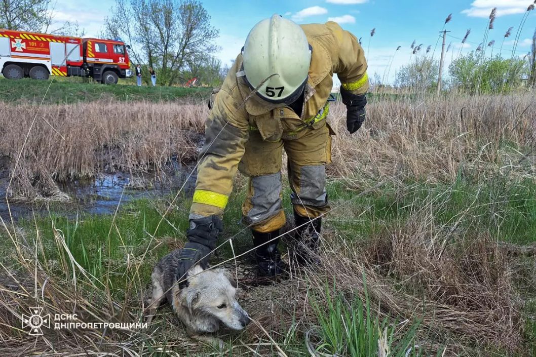 На Днепропетровщине спасатели освободили собачку из ловушки возле водоема - рис. 2