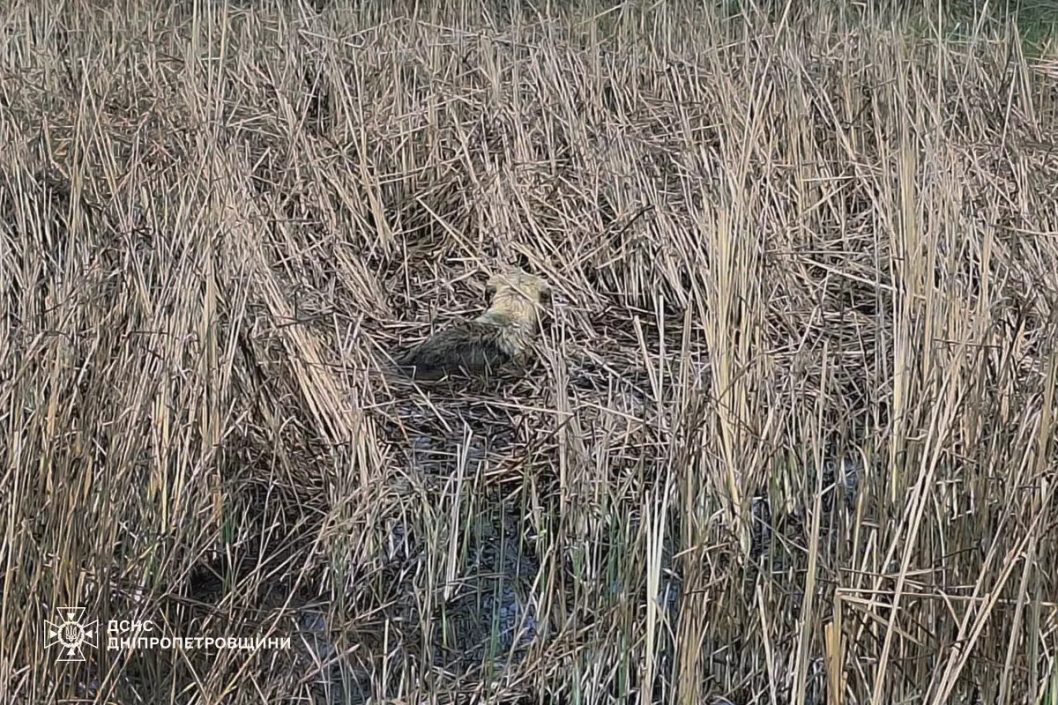 На Днепропетровщине спасатели освободили собачку из ловушки возле водоема - рис. 1