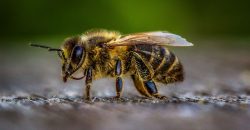У Дніпрі бджоли продовжують тероризувати водіїв - рис. 2