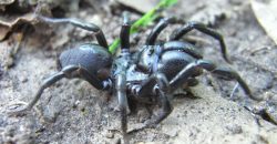 На Дніпропетровщині помітили павука-землекопа
