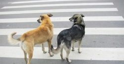 В Днепре собака перешла дорогу соблюдая все правила ПДД - рис. 13