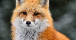 В Днепре на жилмассиве Тополь разгуливает дикая лиса - рис. 4