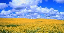 Опадів не очікується: якою буде погода у Дніпрі 21 травня