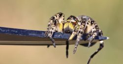 На Дніпропетровщині нашестя тарантулів: чим небезпечний павук