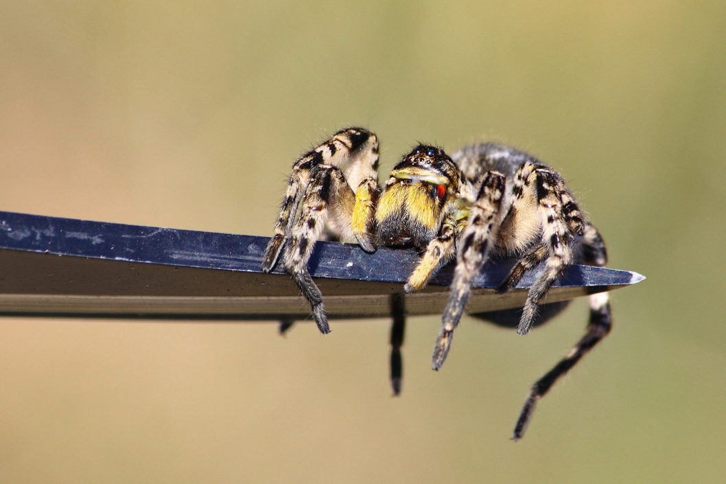 На Дніпропетровщині нашестя тарантулів: чим небезпечний павук 