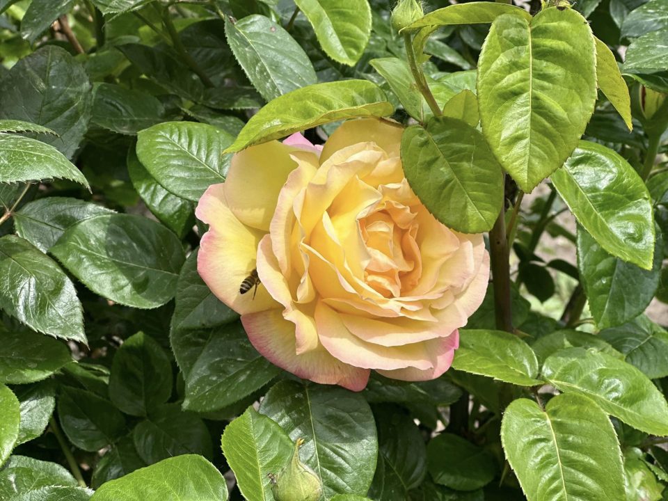 У найбільшому трояндовому саді Дніпра розпочався сезон квітування
